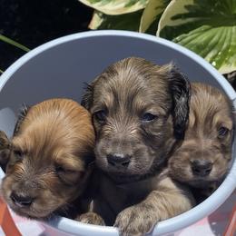 Dachshund Puppies from Faith Ann's Dachshunds