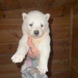 Boy 3 - White male Siberian Husky puppy in Iron River, Wisconsin from Wiemeri Siberians