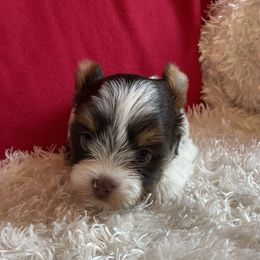 Sunshine - Chocolate, tan and white female Yorkshire Terrier puppy in Carleton, Michigan from Jo Smallwood