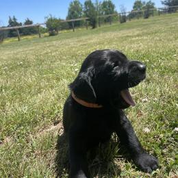 Labrador Retriever Puppies from Sleepy Hound Farm