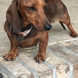Ruby - Dachshund