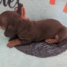 Sunny - Chocolate and tan male Dachshund puppy in Barnard, Missouri from KB Doxies