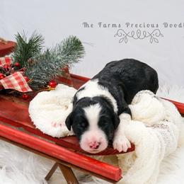 Sheepadoodle Puppies from The Farms Precious Doodles