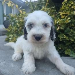 Ben - Black and white male Bernedoodle puppy in Blackfoot, Idaho from Draper Mountain Doodles