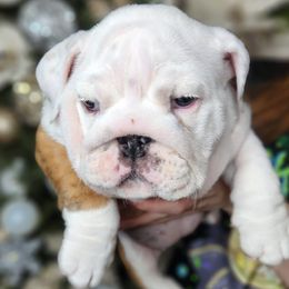 Bulldogs from Copsey's Bulldogs