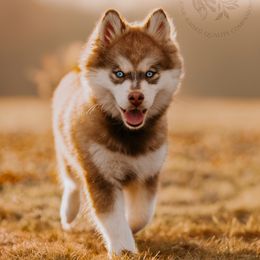 Pomsky Puppies from Southpaw Pomskies