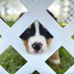 Bernese Mountain Dog Puppies from Home Sweet Bernese