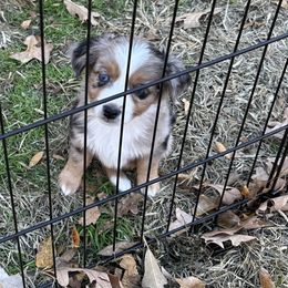BMF 2 - Blue merle female Miniature American Shepherd puppy in Prairie Grove, Arkansas from IQ Farms