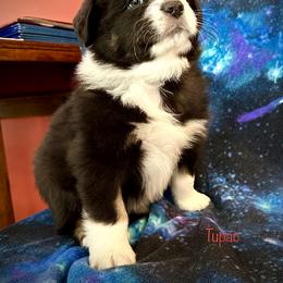 Australian Shepherd Puppies from Glacier Big Sky Aussies