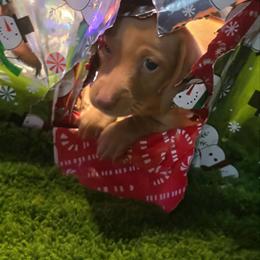 Shortcake - Cream female Dachshund puppy in Florida from Doxie Rugrats