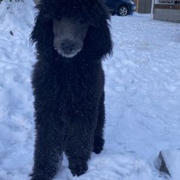 Poodle Puppies from Serenity Standard Poodles