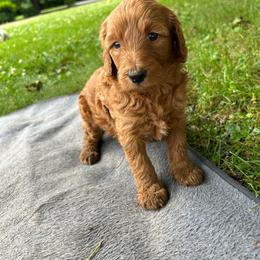 Girl 4 - Red  female Goldendoodle puppy in Shippensburg, Pennsylvania from Diller Doodle Pups