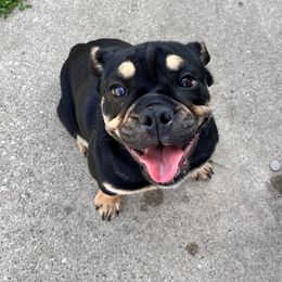 Bulldog Puppies from Castle Manor Bulldogs