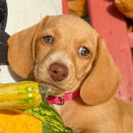 Roo - Cream female Dachshund puppy in Homedale, Idaho from Jeff & Joette