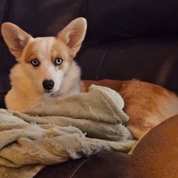 Oakley - American Corgi