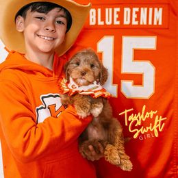 Taylor Swift - Caramel female Australian Labradoodle puppy in Valley Springs, California from Blue Denim Doodles
