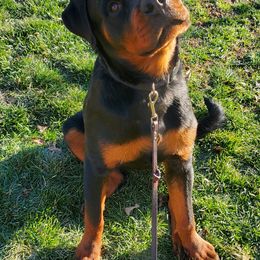 Rottweiler Puppies from Morton Von Hause Rottweilers