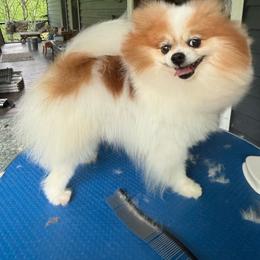 Macchiato - Pomeranian