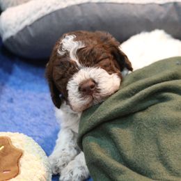 Lagotto Romagnolo Puppies from Royal and Loyal Lagotto Romagnolo