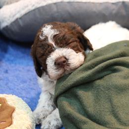 Lagotto Romagnolo Puppies from Royal and Loyal Lagotto Romagnolo