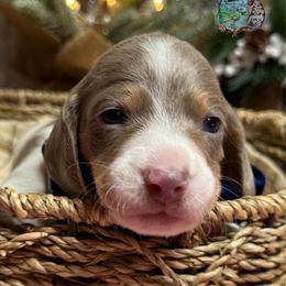 Boq - Fawn (isabella) and tan male Dachshund puppy in Fayetteville, West Virginia from Loop Creek Dachshunds