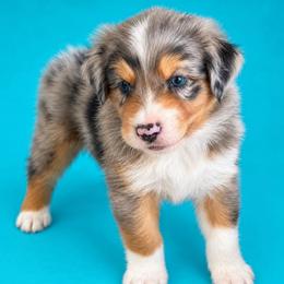 Flame - Blue merle female Australian Shepherd puppy in Marshall, Virginia from Aussie Tales Farm