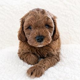 David - Red male Cavapoo puppy in Ephrata, Washington from Mustard Seed Doodle Co.