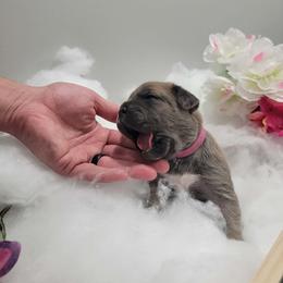 Pink collar female - Gray and fawn female Cane Corso puppy in Westerville, Ohio from Elite Empire Cane Corso