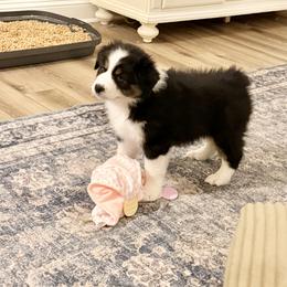 Australian Shepherd Puppies from Crab Point Australian Shepherds