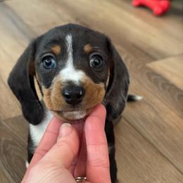 Kipper - Dapple male Dachshund puppy in Richmond, Kentucky from Cemcade Dachshunds