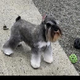 Ryker - Miniature Schnauzer