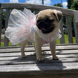 Pug Puppies from Pickwick Pugs