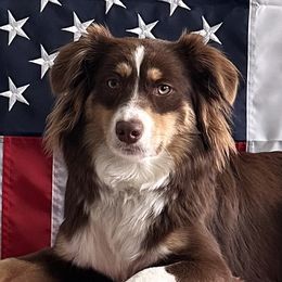 Penne - Miniature American Shepherd
