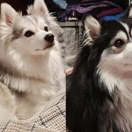 Pomskies from Idaho Pomsky