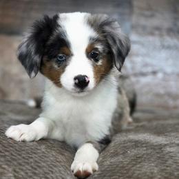 Almond - Blue merle male Miniature Australian Shepherd puppy in Killen, Alabama from Wilkers Wholehearted Mini Aussies