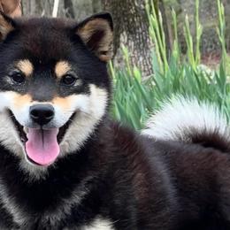 Shiba Inu puppies from Kiamichi Shiba Inu