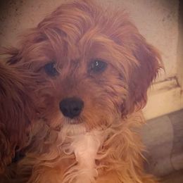 Shirley - Red female Cavapoo puppy in Maple Grove, Minnesota from Honey Bit Kennels