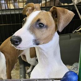 Snap - Red male Italian Greyhound puppy in Phillips, Maine from Maplewood Italian Greyhounds