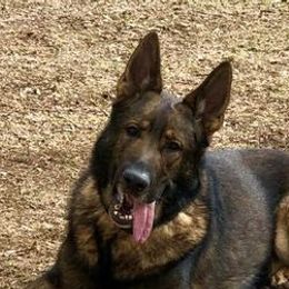 German Shepherds from SJK-9 Rescue & Training