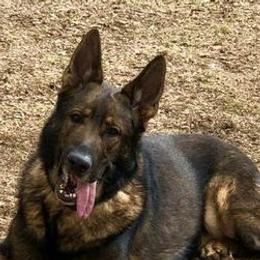 German Shepherds from SJK-9 Rescue & Training
