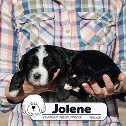 Jolene - Black and white female Sheepadoodle puppy in Cleveland, Tennessee from Narrow Path Old English & Sheepadoodles