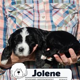 Jolene - Black and white female Sheepadoodle puppy in Cleveland, Tennessee from Narrow Path Old English & Sheepadoodles