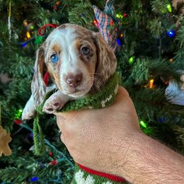 Dachshund Puppies from Thomas Homestead and Rabbitry
