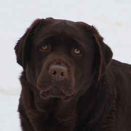Anna  - Labrador Retriever
