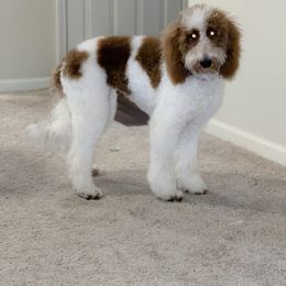 Goldendoodle All Grown Up from Anytime Doodles