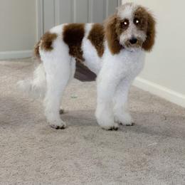 Goldendoodle All Grown Up from Anytime Doodles