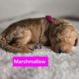 Marshmellow - Apricot female Goldendoodle puppy in Summerville, South Carolina from Channys Doodles