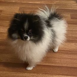Waffles - Pomeranian