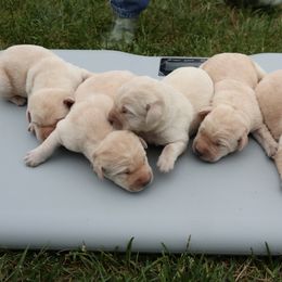 Labrador Retriever Puppies from Richard Hursh's Labrador Retrievers