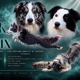 Border Collie puppies from Zahara Border Collies